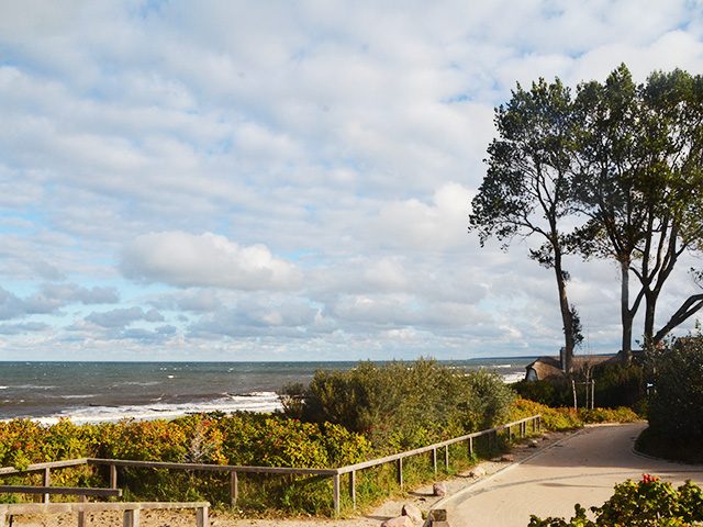 Nicht nur Kraniche - der Darß