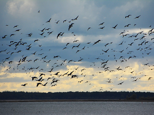 Nicht nur Kraniche - der Darß